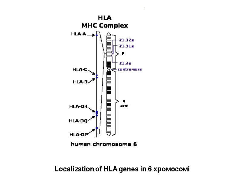 Localization of HLA genes in 6 хромосомі